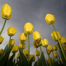 Yellow, Tulips