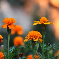 Tagetes, Turki