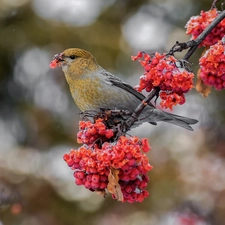 Bird, Fruits, Plant, twig