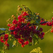 twig, Fruits, currants