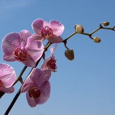 twig, orchid, dappled