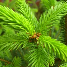 twig, conifer, fir