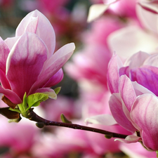 Pink, Bush, Leaf, twig, Magnolias, Flowers