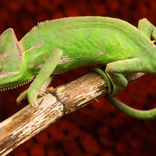 twig, Cameleon, Green