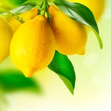 lemons, twig