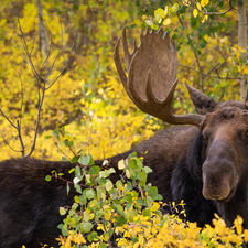 Twigs, moose, antlers