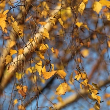 Leaf, birch-tree, Twigs, Yellowed, autumn