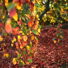 Autumn, Twigs, birch-tree, Leaf