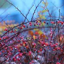Twigs, Bush, Red, Fruits, barberry