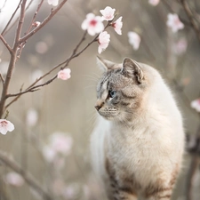 Twigs, cat, Flourished