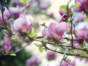 Twigs, Pink, Magnolias