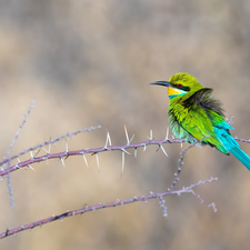 Bird, Twigs, Spikes, bee-eater