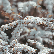 White, Twigs, Spiraea Grey, Flowers