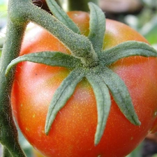 tomato, Twigs