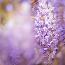 Twigs, Flowers, wistaria