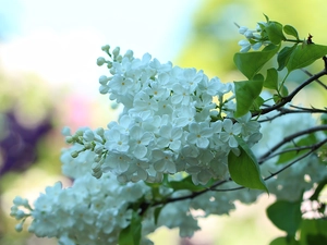 Bush, Twigs, without, Flowers, White