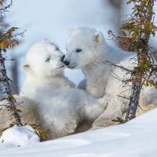 Two cars, winter, Little bears, Polar Bears, little doggies, snow