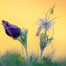 Flowers, pasque, grasshopper, Two