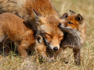 young, foxes, fox, Two cars, red head