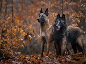 Two cars, Belgian Shepherd Malinois, Belgian Shepherd Tervuren, Dogs