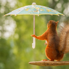 squirrel, umbrella