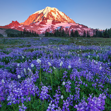 trees, Mountains, viewes, Meadow, Washington State, The United States, lupine, Mount Rainier National Park, Flowers