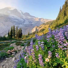 viewes, trees, Flowers, lupine, Washington State, The United States, Mountains, Mount Rainier National Park, Stones