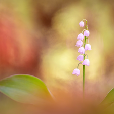 Colourfull Flowers, color, background, lily of the Valley
