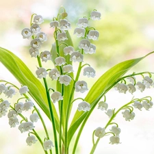 lily of the Valley, White, Flowers