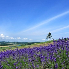 Narrow-Leaf Lavender, medows, village