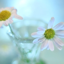 Chrysanthemums, vase