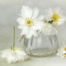 glass, White, Anemones, vase