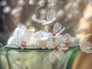 Flowers, dry, glass, Vase, hydrangea, physalis