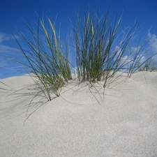 VEGETATION, down, Desert