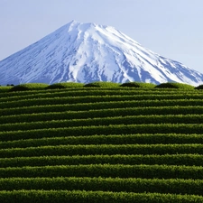 volcano, VEGETATION