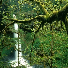 waterfall, lush, VEGETATION, Oregon