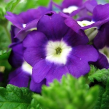 Violet, verbena