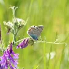 butterfly, Colourfull Flowers, Vetch, Dusky Icarus