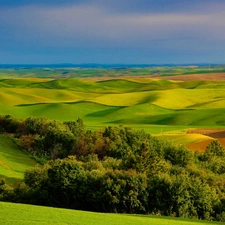 trees, field, View, viewes