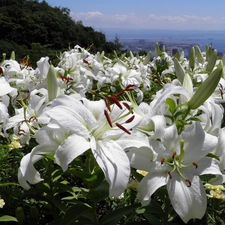 White, Sky, View, lilies