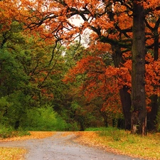 viewes, Alleys, Park, trees, autumn