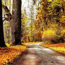 Bench, Park, viewes, autumn, trees, alley