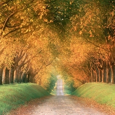 autumn, trees, viewes, Way