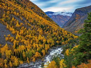 viewes, canyon, woods, Altai, Autumn, Mountains, River, Russia, autumn, trees
