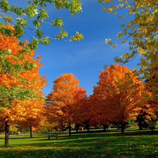 viewes, Bench, Park, trees, autumn