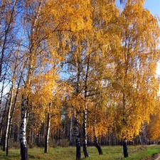 viewes, birch, forest, trees, Way