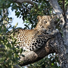 viewes, cover, branches, trees, Panther