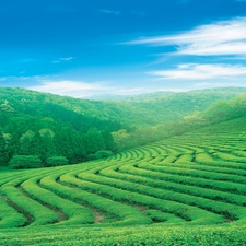 Sky, Field, viewes, field, trees, Meadow