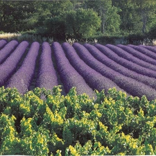 Field, trees, viewes, lavender