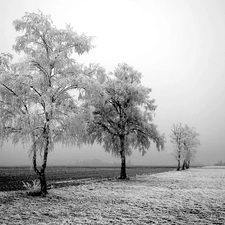 viewes, Field, frosty, trees, winter